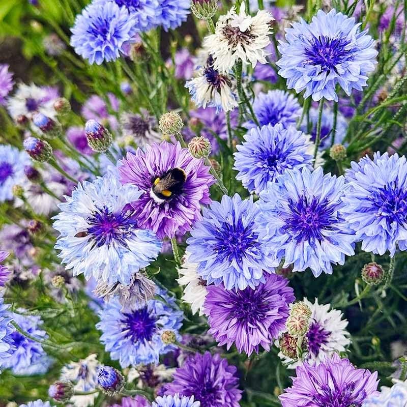 3200+ Mix Cornflower Seeds for Planting – Non-GMO Bachelor Button Flower…