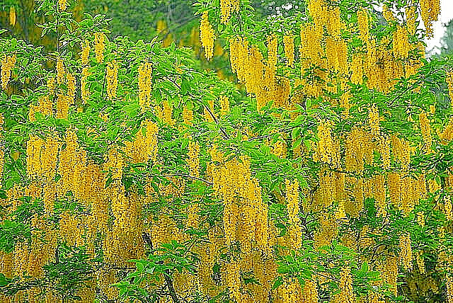 GOLDEN CHAIN TREE 50 SEEDS, HARDY, FAST GROWING TREE. LABURNUM ANAGYROIDES