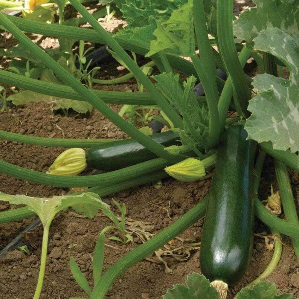 25+ Dark Green Zucchini Summer Squash Seeds, NON-GMO. #zucchiniseeds