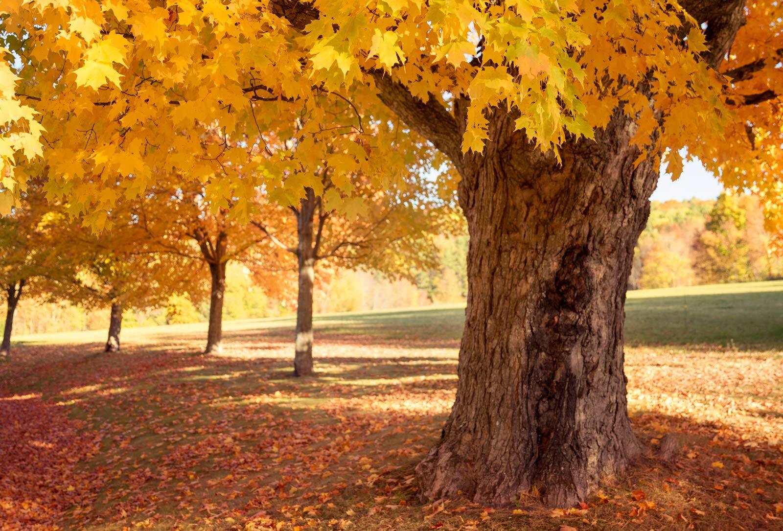 Sugar Maple Tree Seeds for Planting – 20+Seeds to Grow – Vibrant Yellow Fall Lea