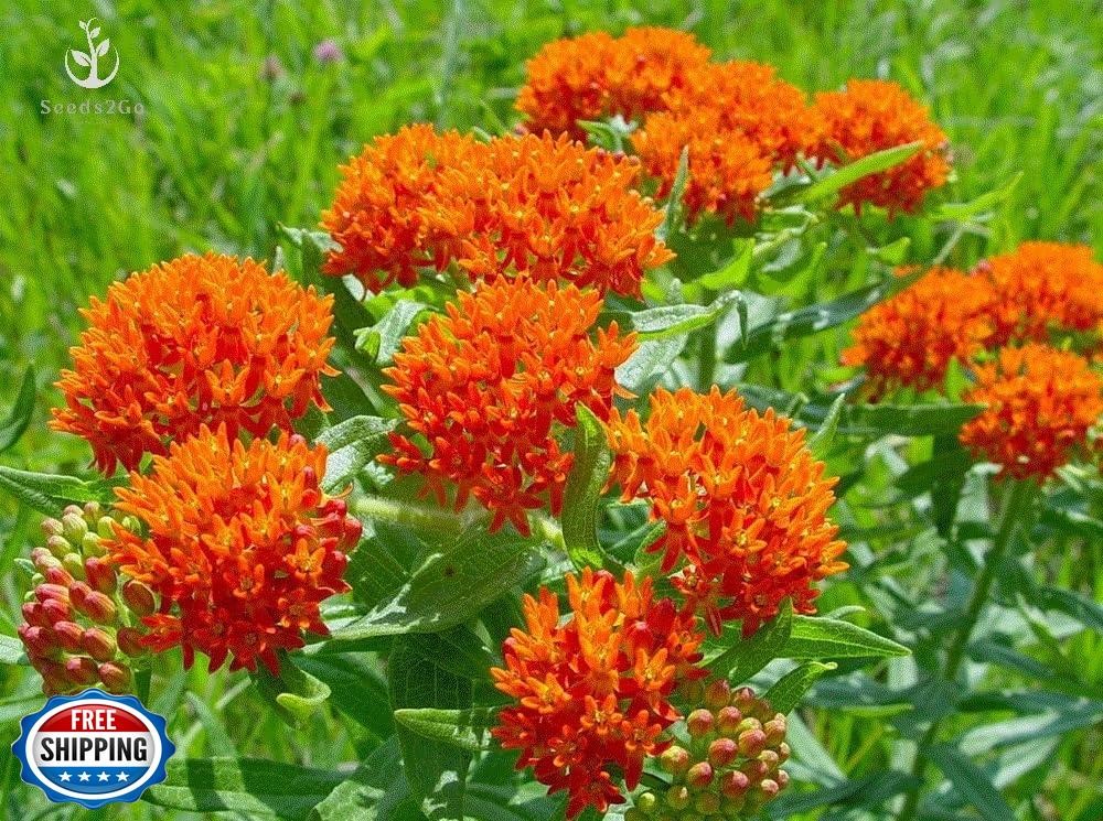 Orange Butterfly Milkweed Flower Seeds (Asclepias Tuberosa), Pack of 100 Seed
