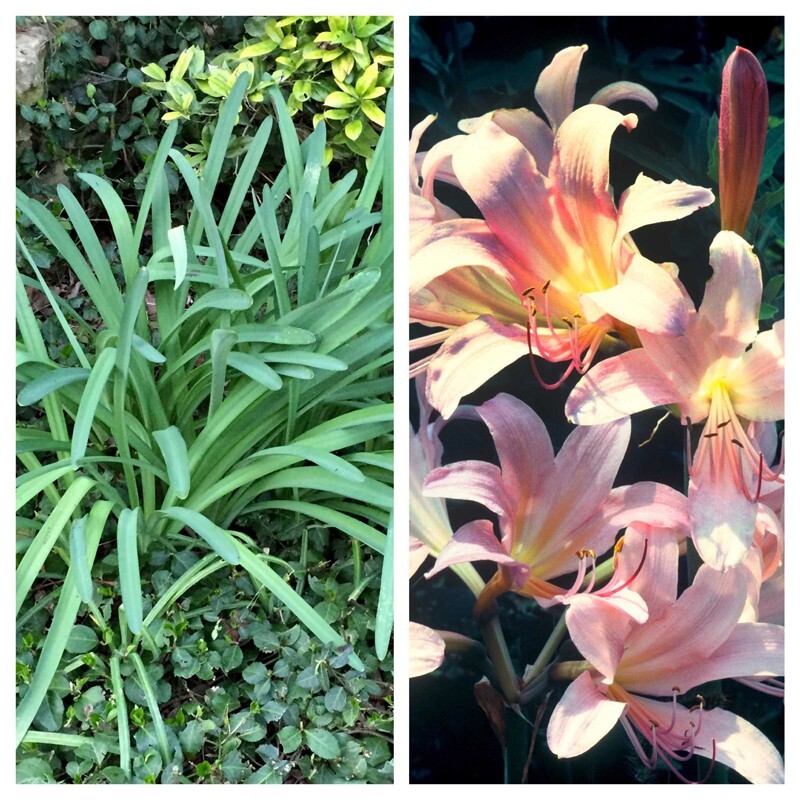 5 Large/Mature Bulbs Lycoris Squamigera Resurrection Lily Naked Ladies Jersey