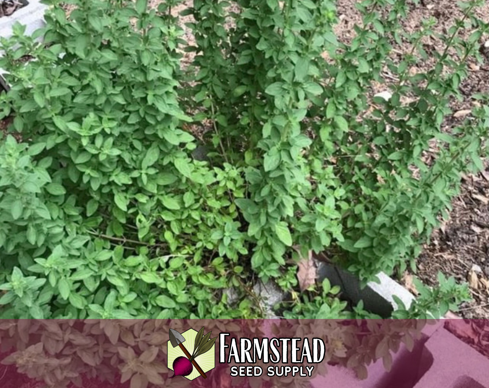 5250+ Italian Oregano Seeds, Herb Gardening Seed Packet, Free Shipping USA