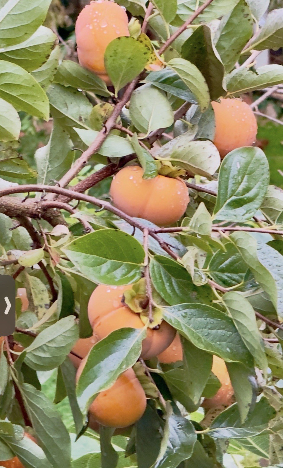Jiro Persimmons 8-10 Inches 7 Cuttings For Propagation/rooting