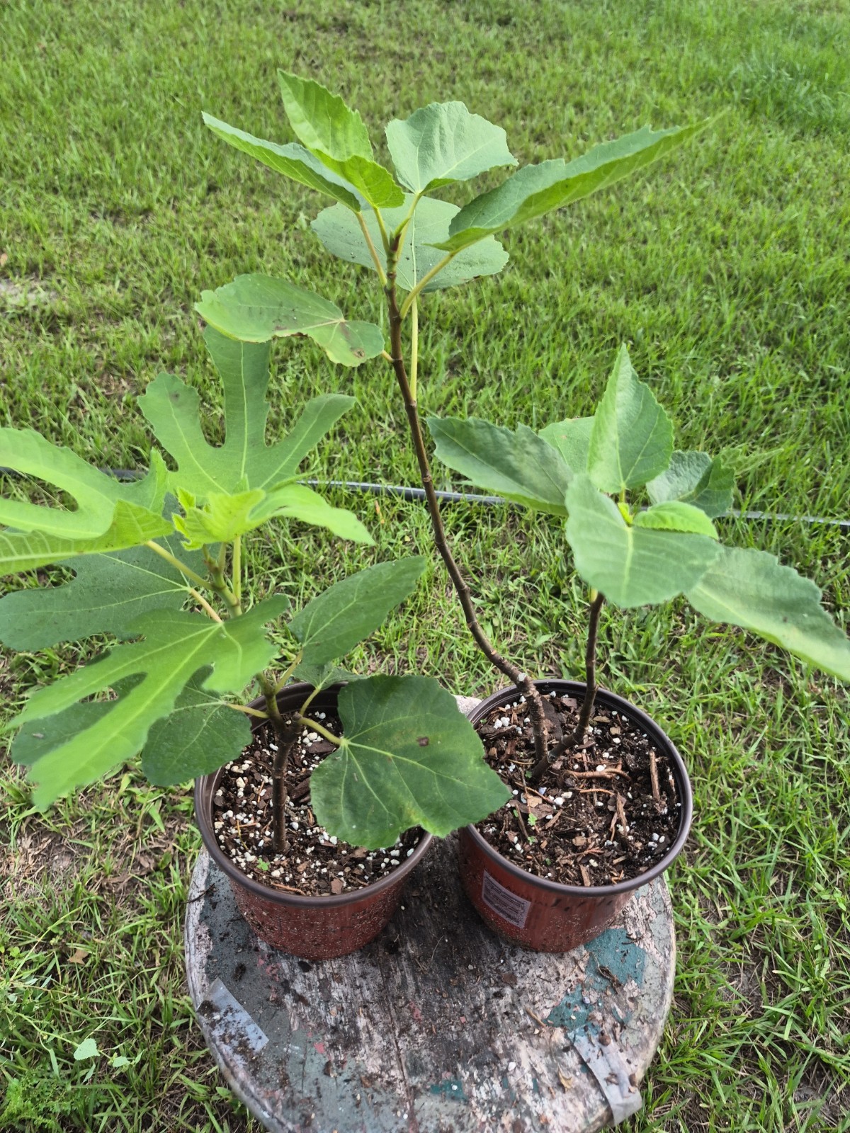 Fig Tree Little Miss Figgy