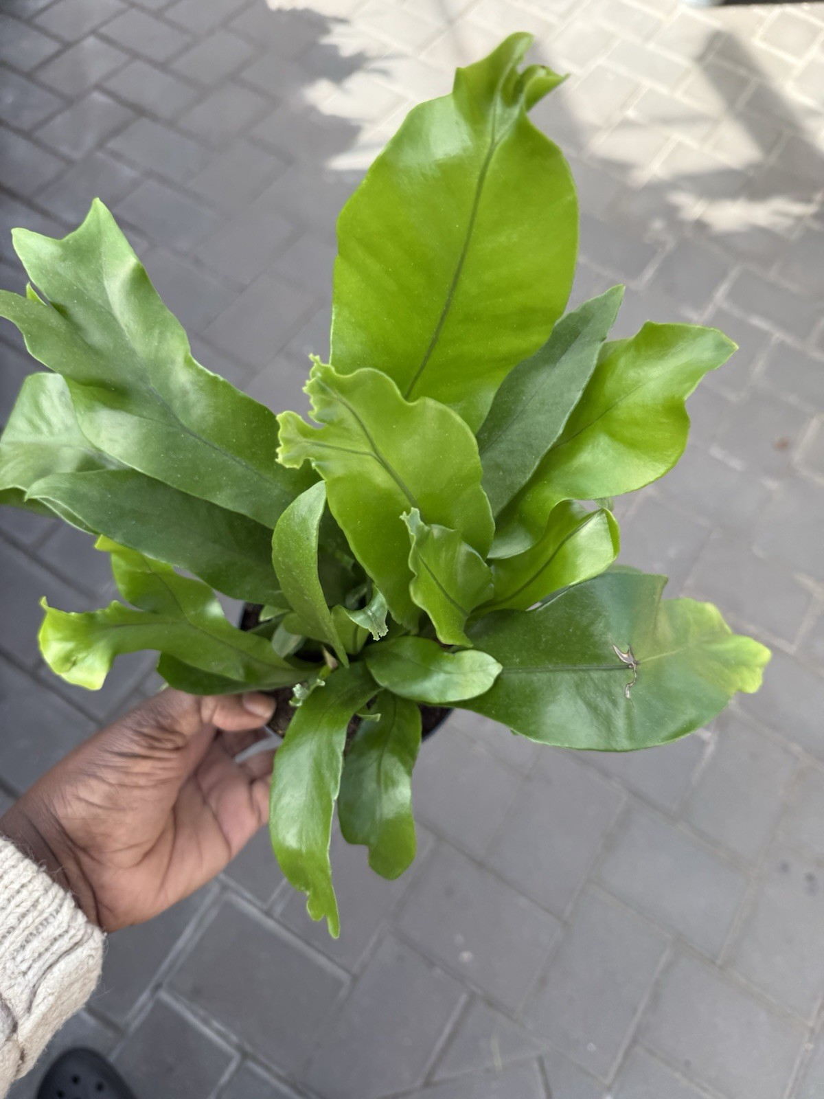 Japanese Bird’s Nest Fern Asplenium Antiquum Crissie 4 Inches Pot