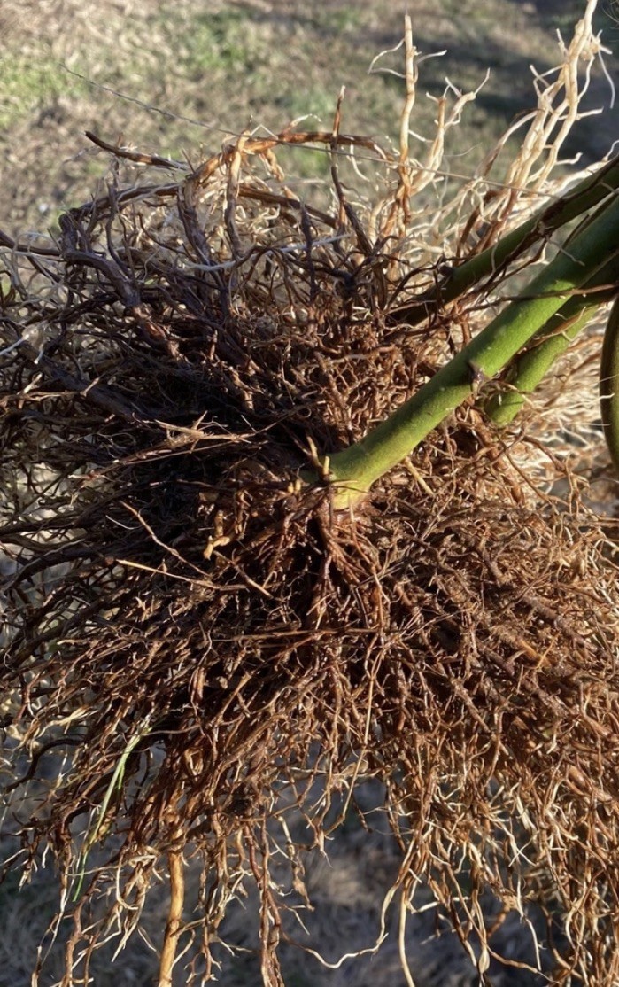 5 Bare Root Triple Crown Thornless Black Berry VIGOROUS Root Cuttings! GROW FAST