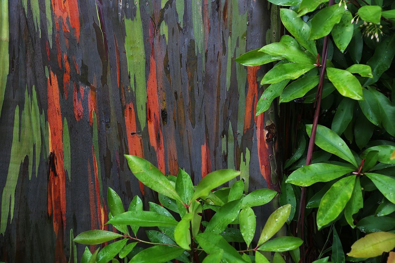 Eucalyptus deglupta Rainbow Eucalyptus Tree in 5″ Pot 27″ Tall (Not Seeds)