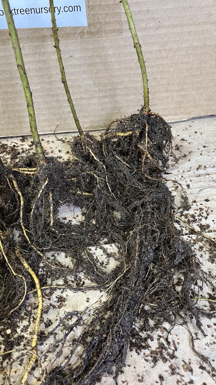 Quaking Aspen 1 year old live plant 14-22 inches tall