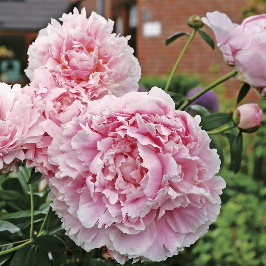 Peony/paeonia plant ‘Sarah Bernhardt’ 2/3 eyes bare roots Shipping Oct 2025