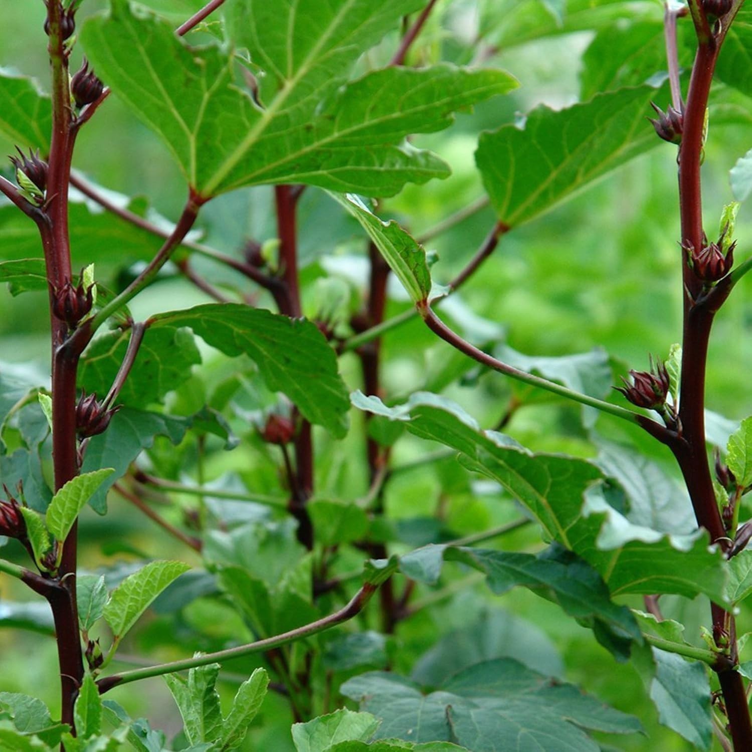 Red Roselle Hibiscus Seeds – Packet of 50