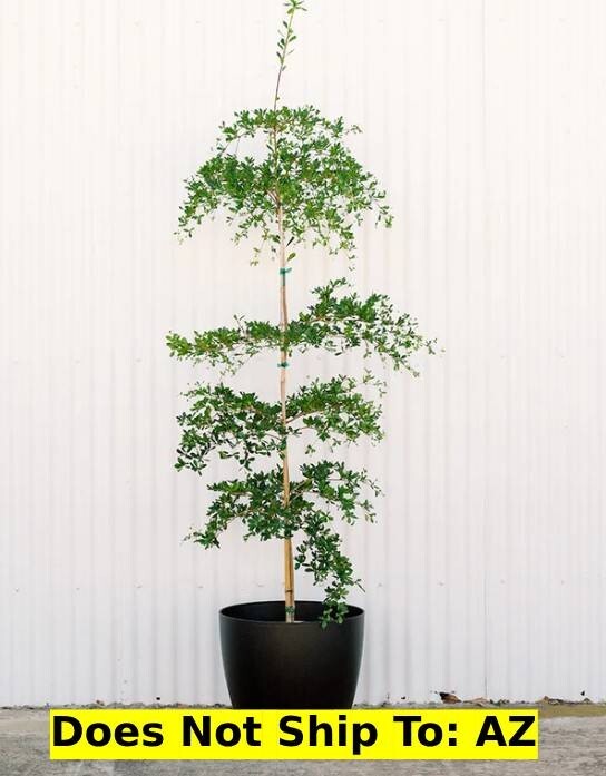 Live Black Olive Tree Plant Shady Lady Bucida Buceras 1-2 FT Indoor Bonsai Pot