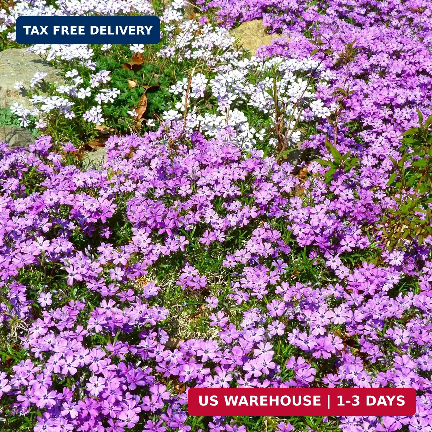 CarpetC 1000+ Creeping Phlox Seeds for Planting, Ground Cover Purple Flowers Sta