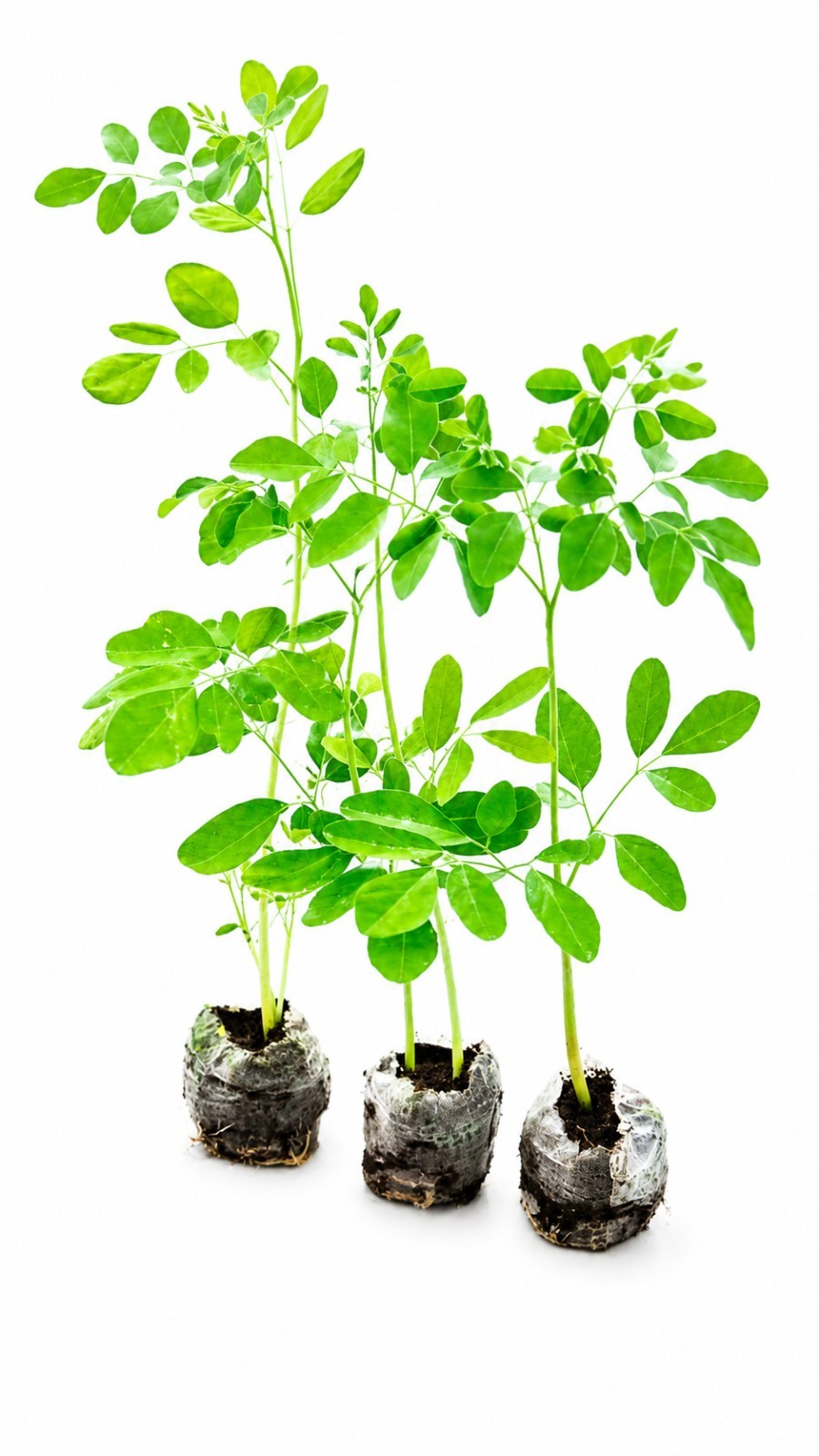 Moringa Tree Live Plants – 3 Pack Organic Moringa Oleifera Drumstick Seedlings