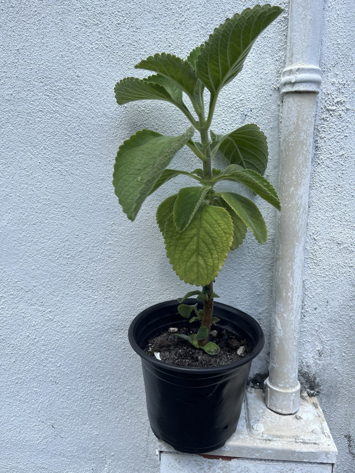 Hot & Spicy Mexican Oregano (Origanum vulgare) (8-12”) SHIP FREE