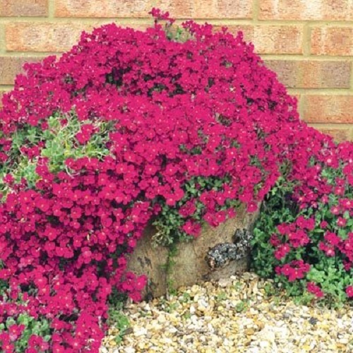 50+ AUBRIETA LILAC PURPLE ROCK CRESS FLOWER SEEDS / PERENNIAL / DEER RESISTANT