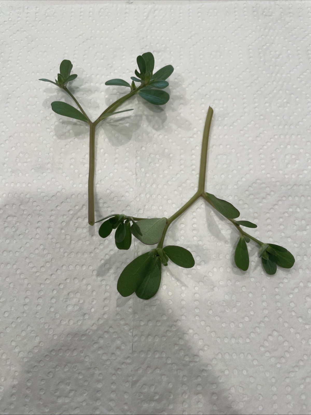 Live Purslane Cuttings Edible Living Mulch Groundcover Food Forest Plant