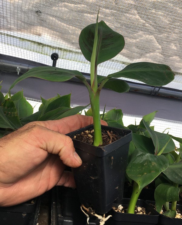 Manzano “Apple” Banana Plant Live Plant