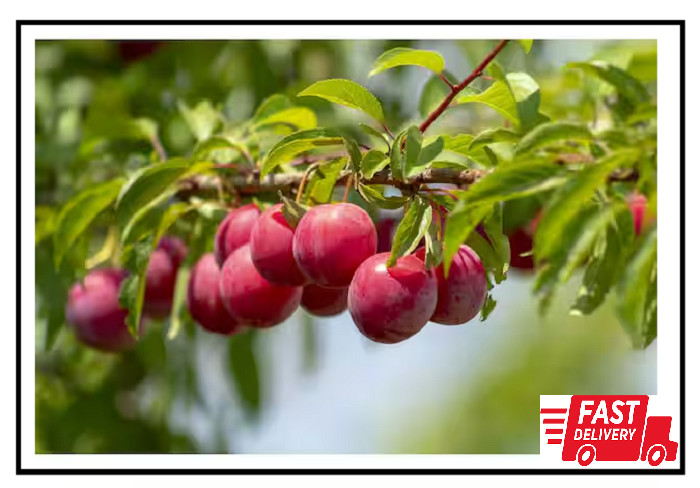 Dwarf Santa Rosa Plum Tree Bare Root – Compact Fruit Tree