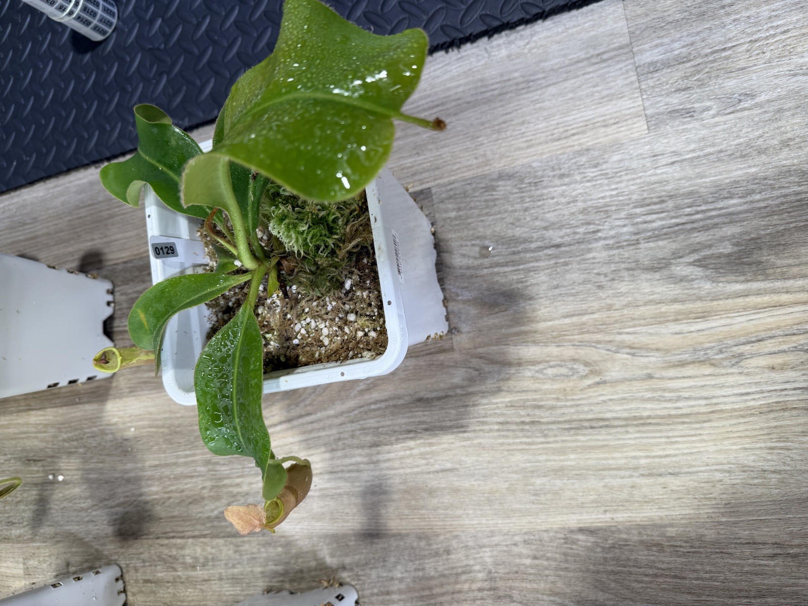 Nepenthes Vetchii Kelabit Highlands x S.O.M. x L.V.B.