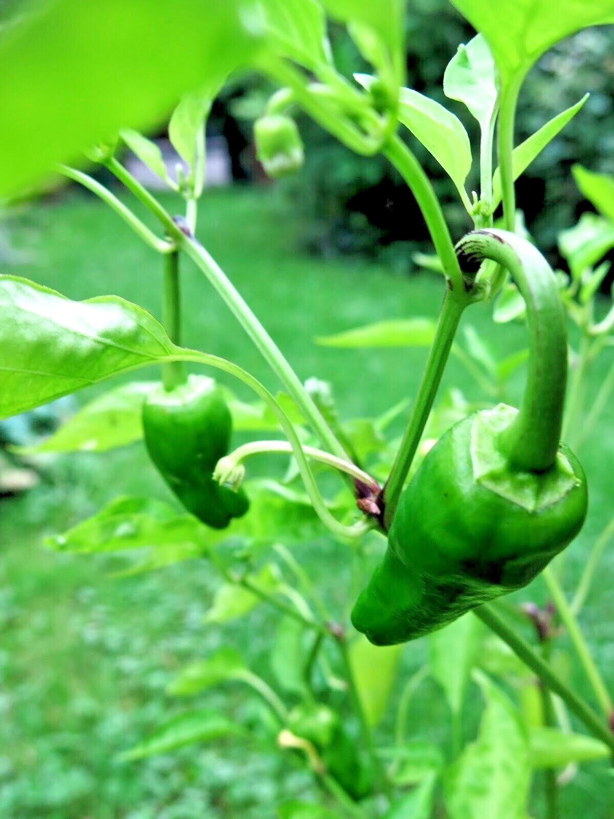 RARE✿ Spanish Heirloom Pimiento de Padron Hot Pepper 15 Seeds ●Vigorous Producer