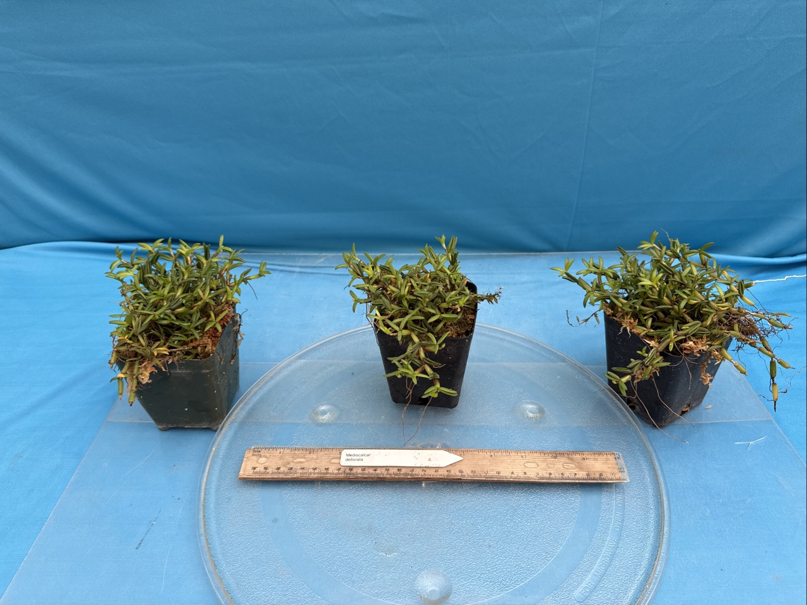 Mediocalcar decorata Orange Yellow Prolific Bloomer BS Orchid Species 4” Pot