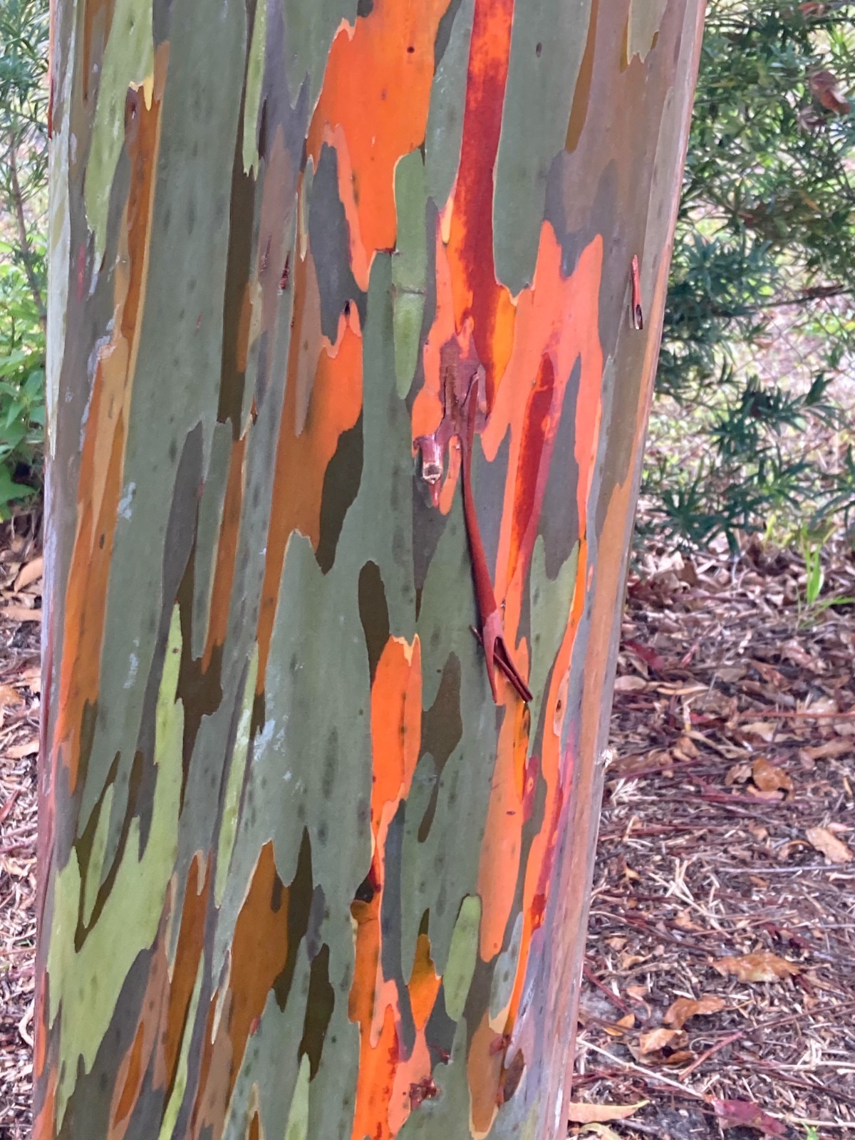 Rainbow eucalyptus seedling 12 to 20 inches tall shipped in 4 inch pot with soil