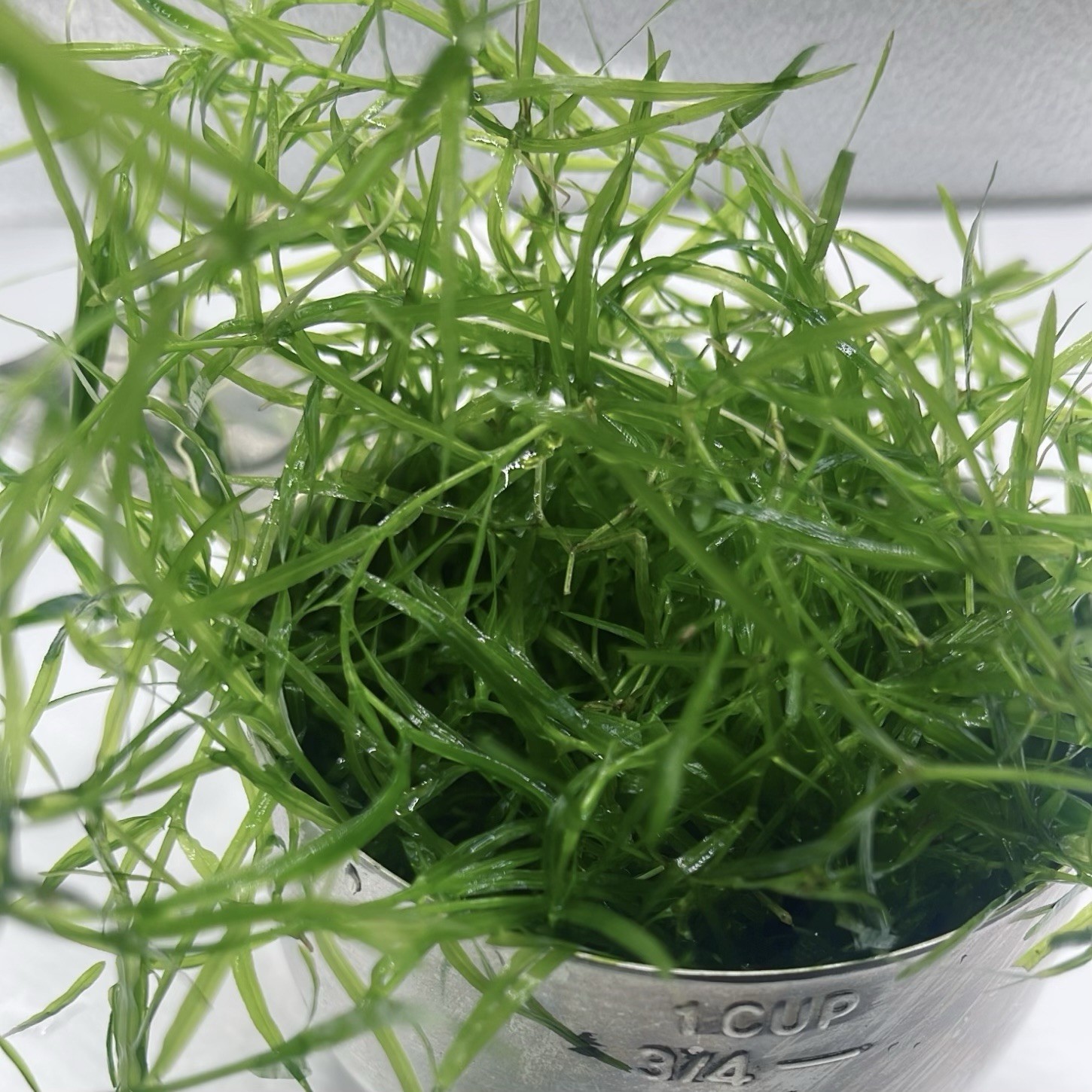 Combo: Bacopa Live Aquarium Plant & Guppy Grass. Buy 2 Get 1 Free