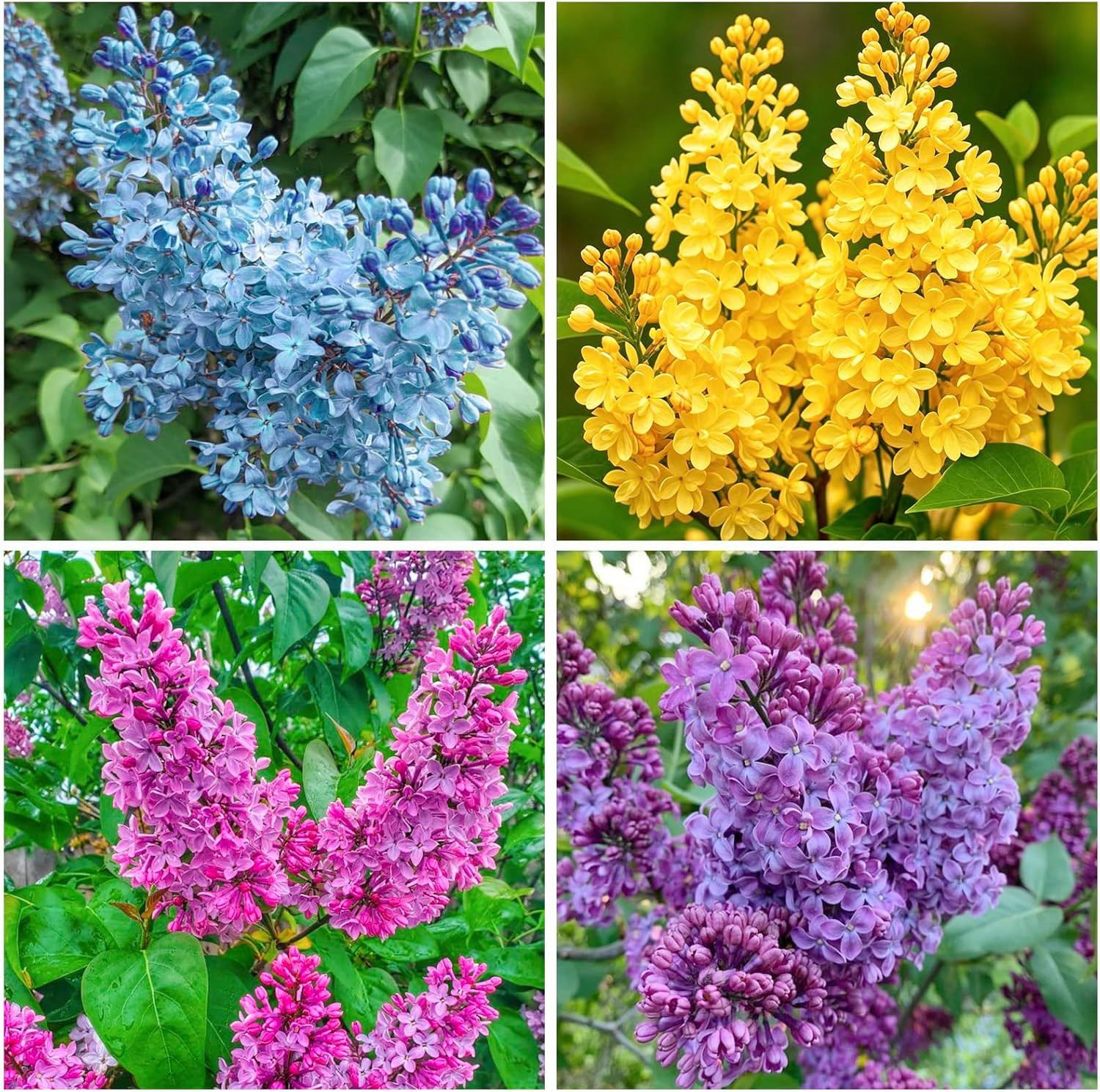 310+ Mixed Lilac Seeds for Planting-Fragrant Flowers Perennial Bush Plants-Peren
