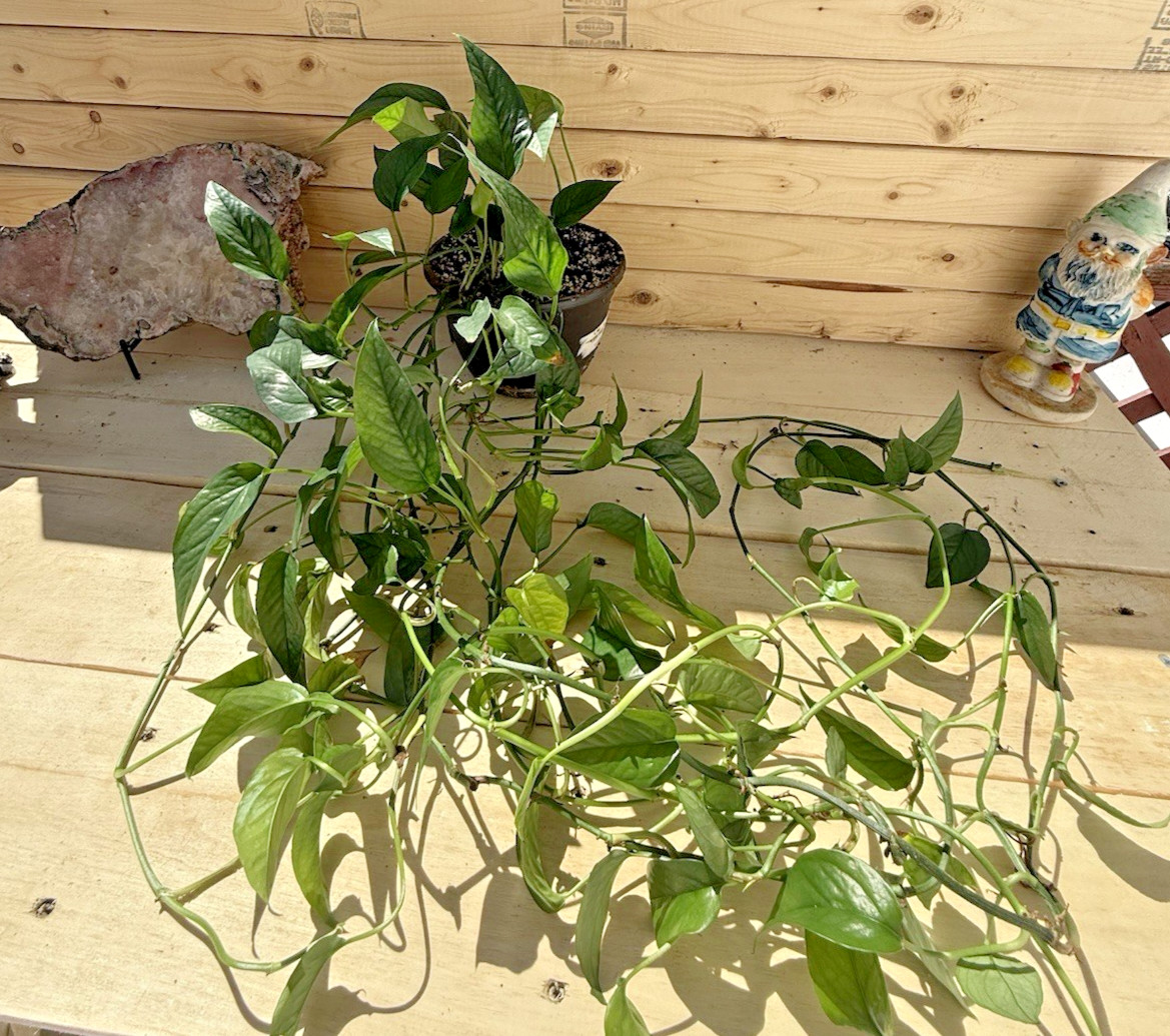 Skeleton Key Epi – Rooted in 6 inch Hanging Pot – Trailing! So Long!