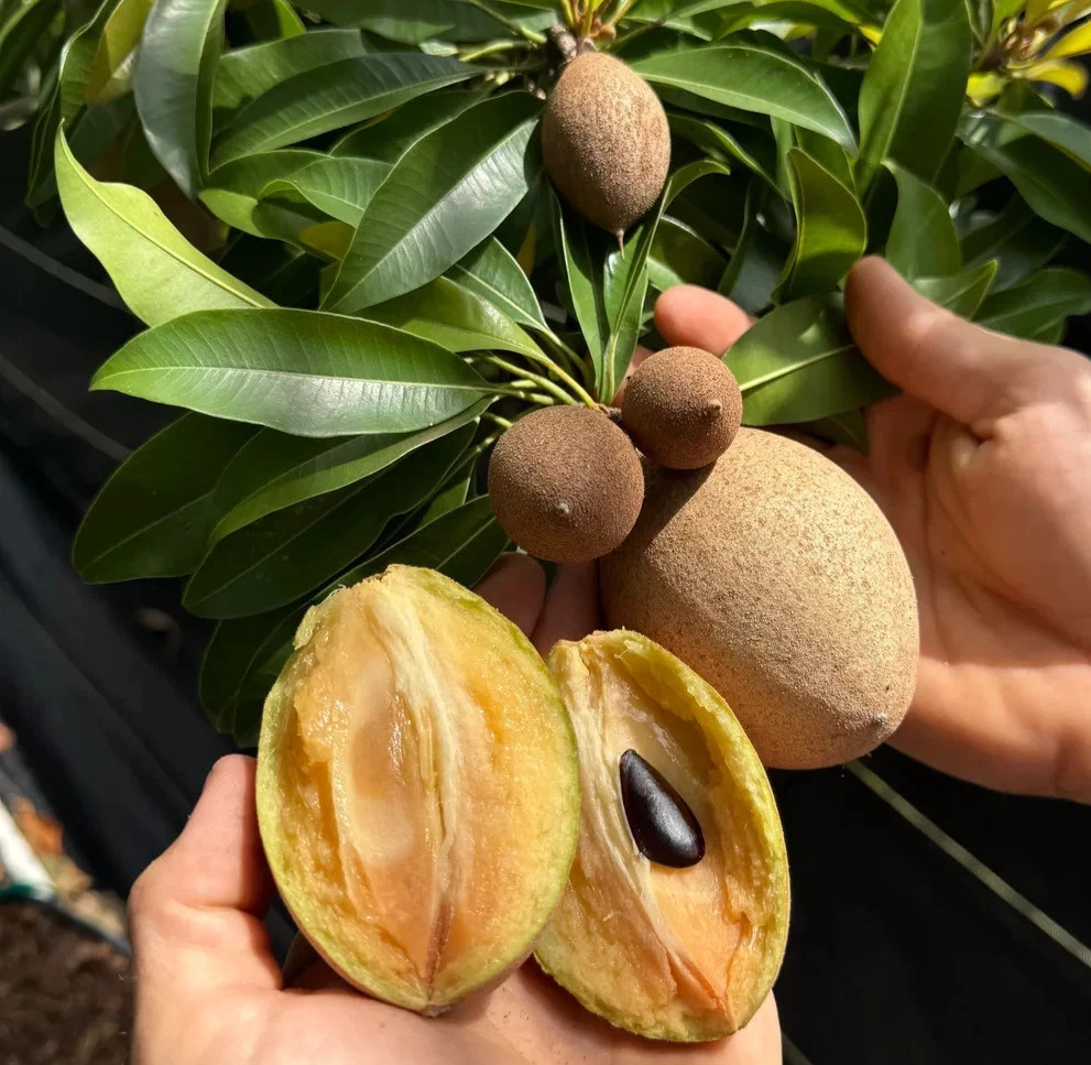 5x Silas Wood Sapodilla Cuttings Scions, sa pô chê