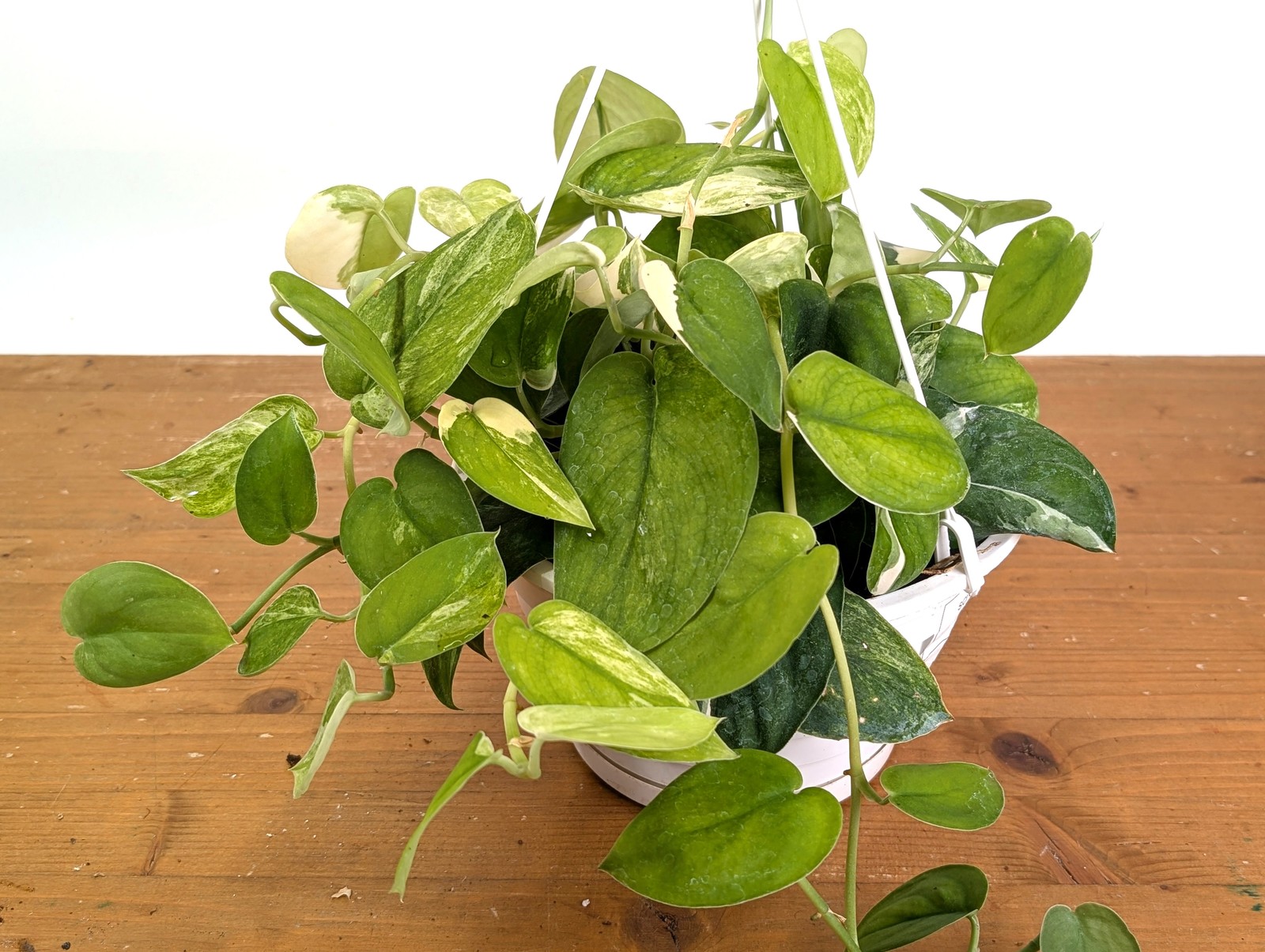 Scindapsus pictus Jade Satin Variegated Pot Size: 8 Inch Basket