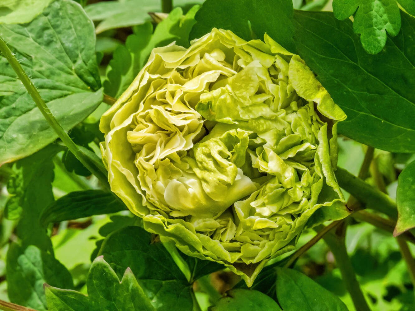 “Green peas” large flower tree peony – Preorder for fall 2026