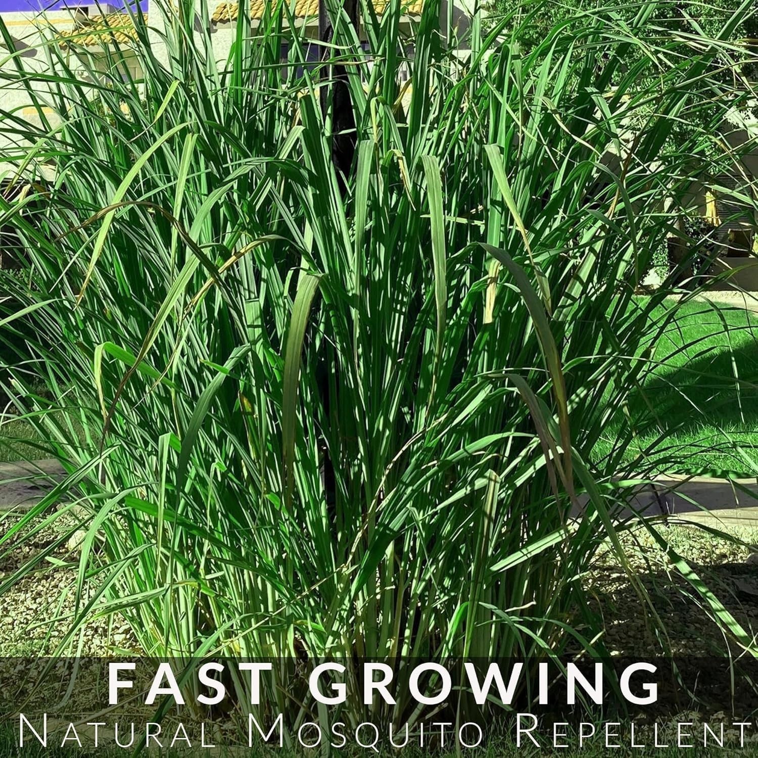 5 Pack Lemongrass Live Plants – 12″ Tall – Natural Mosquito Repellent Stalks