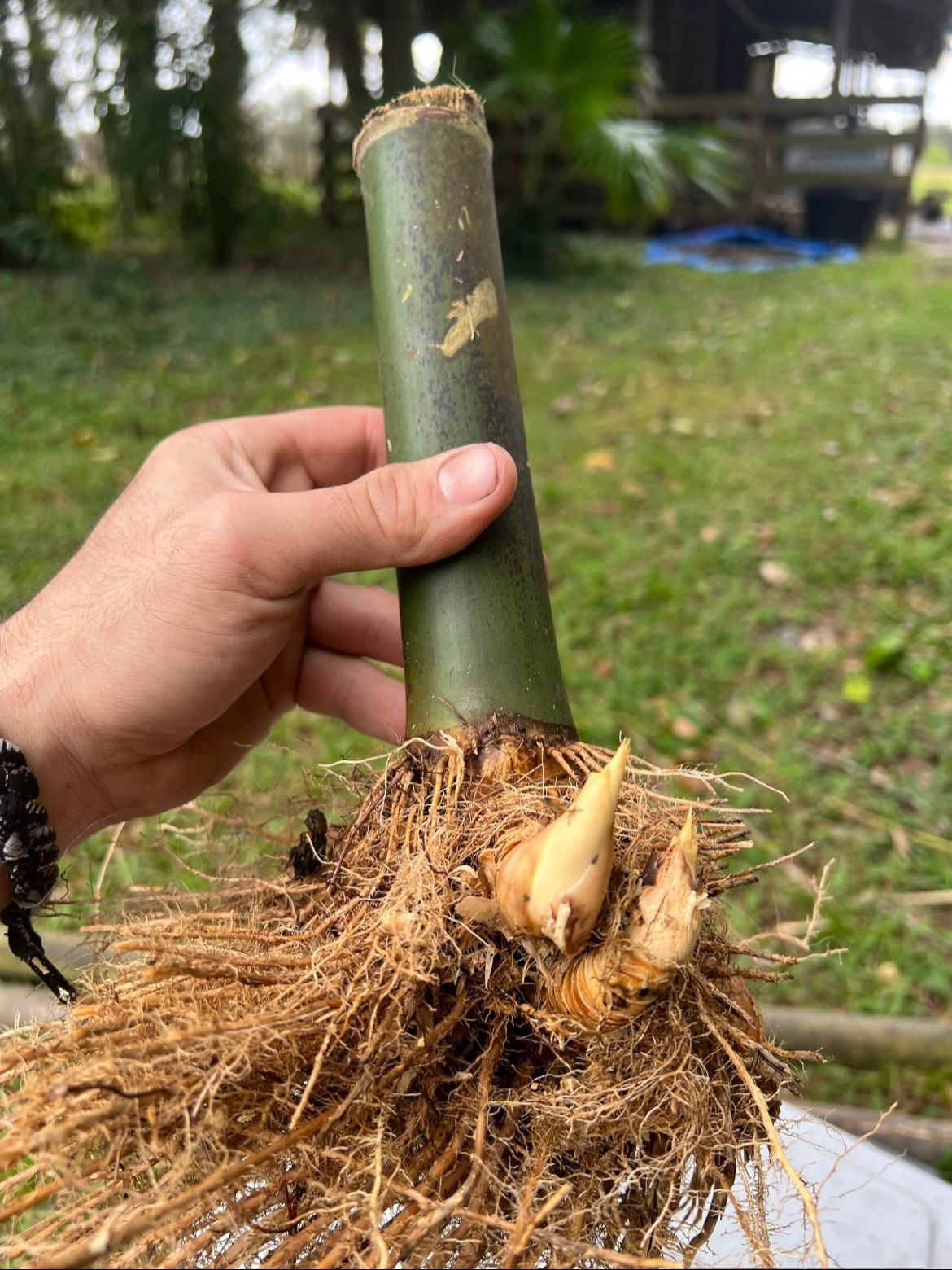 Seabreeze Mid-Size Timber Valued XL Rhizome Division