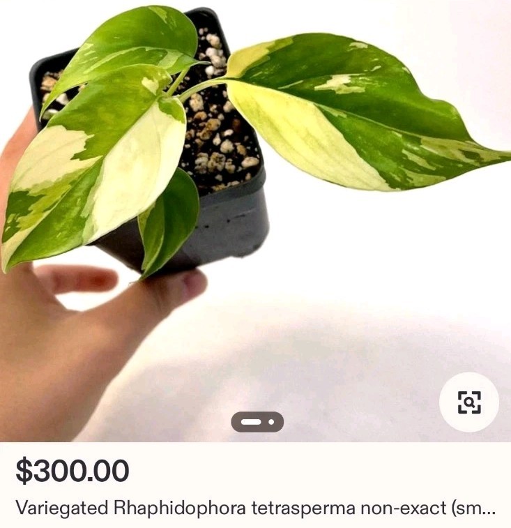 Rare Rhaphidophora Tetrasperma Albo 12″Tall Monstera No Philodendron Anthurium