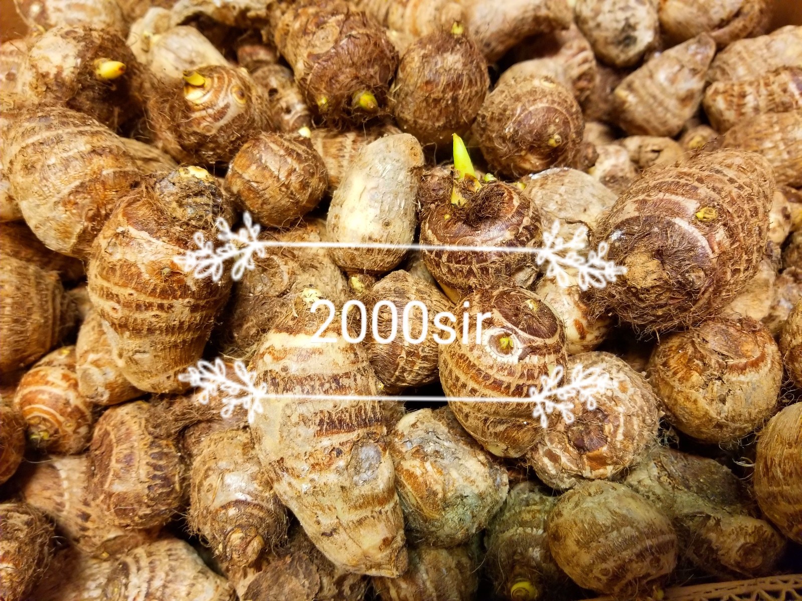 READY TO GROW 15 Colocasia Esculenta Elephant Ear Taro Gabi Kalo Eddo Bulbs