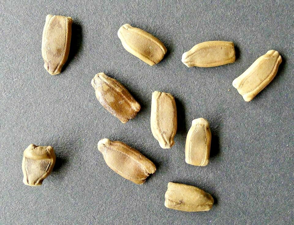 20 BIRDHOUSE GOURD SEEDS – Lagenaria siceraria