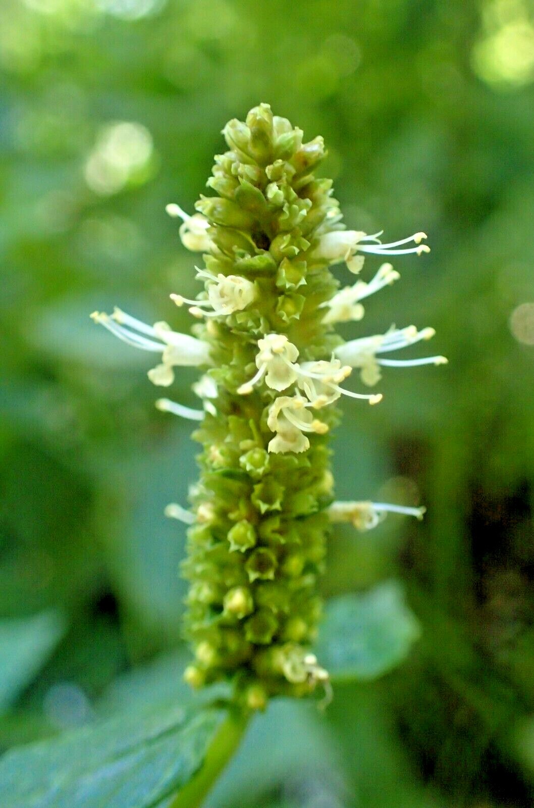 YELLOW GIANT HYSSOP Seeds *FREE Shipping!* Agastache nepetoides Hyssop Seeds