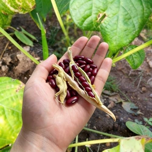 CarpetC 200+ Red Bean Seeds for Planting, Phaseolus vulgaris Heirloom Pole