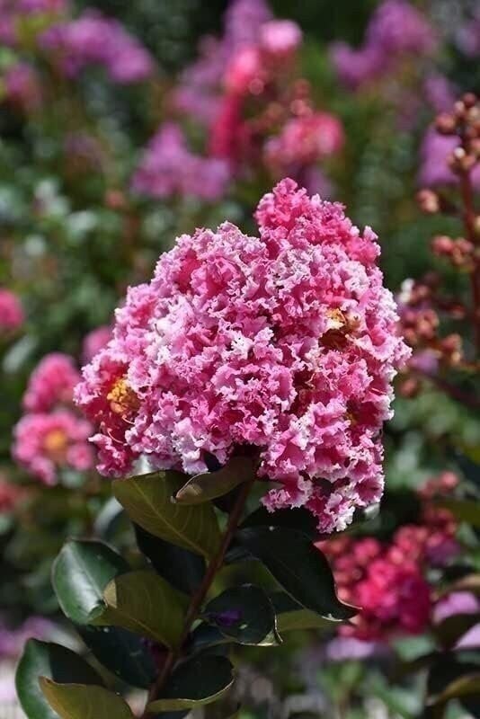 Crape Myrtle Raspberry Sundae | 2 Inch | Lagerstroemia indica | Summer Blooms
