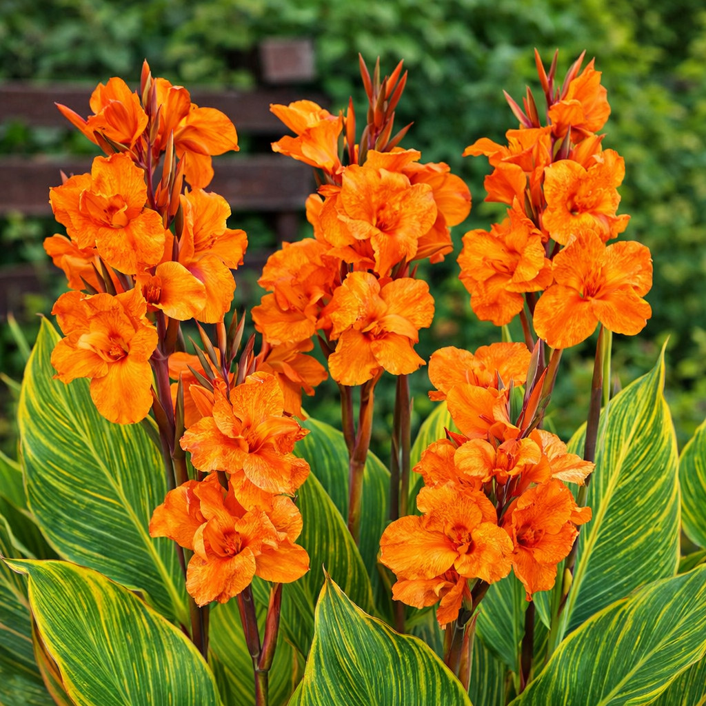 Pretoria Canna Lily Bulbs for Planting – Vibrant Orange Flowers (3 Bulb)