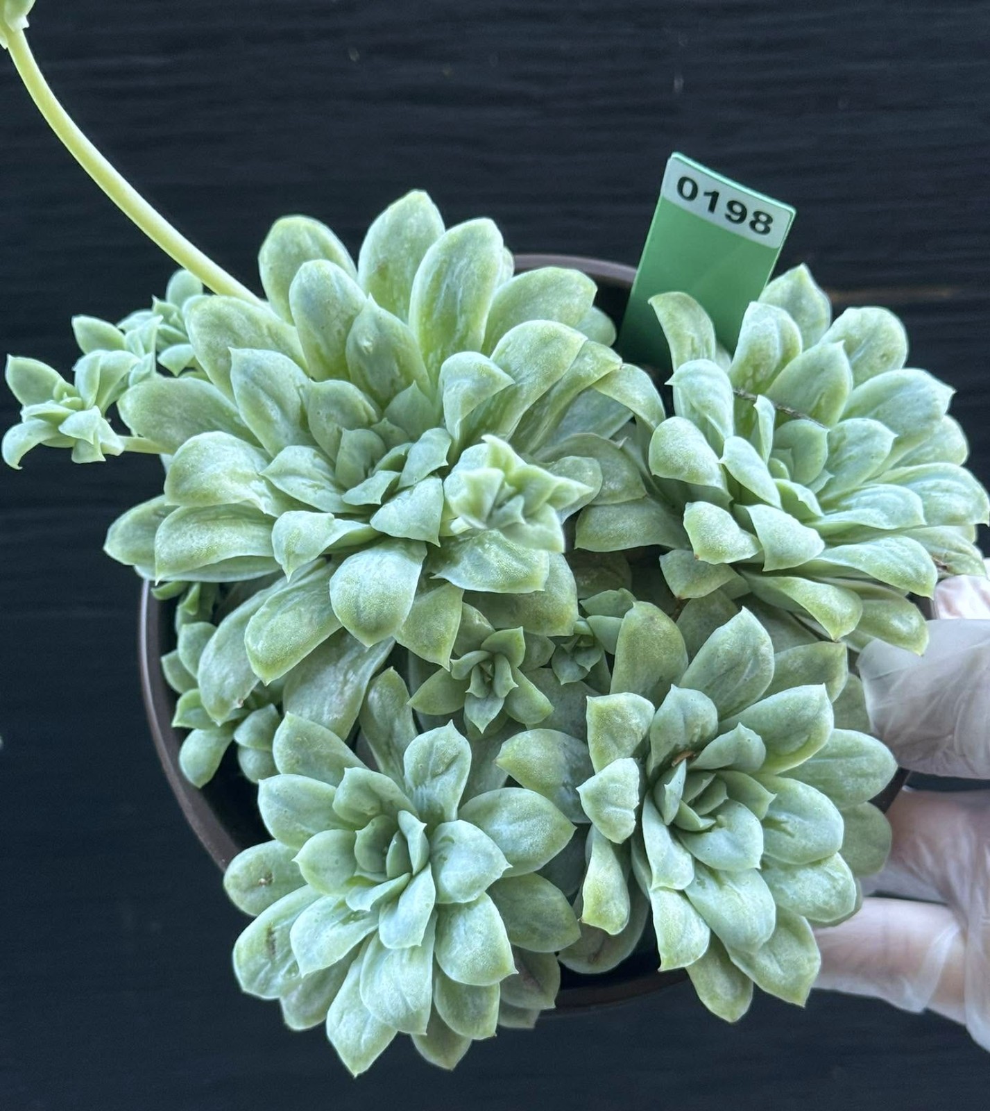 Imported Succulent live plant Rare succulent Echeveria Hayde in 5” pot #198