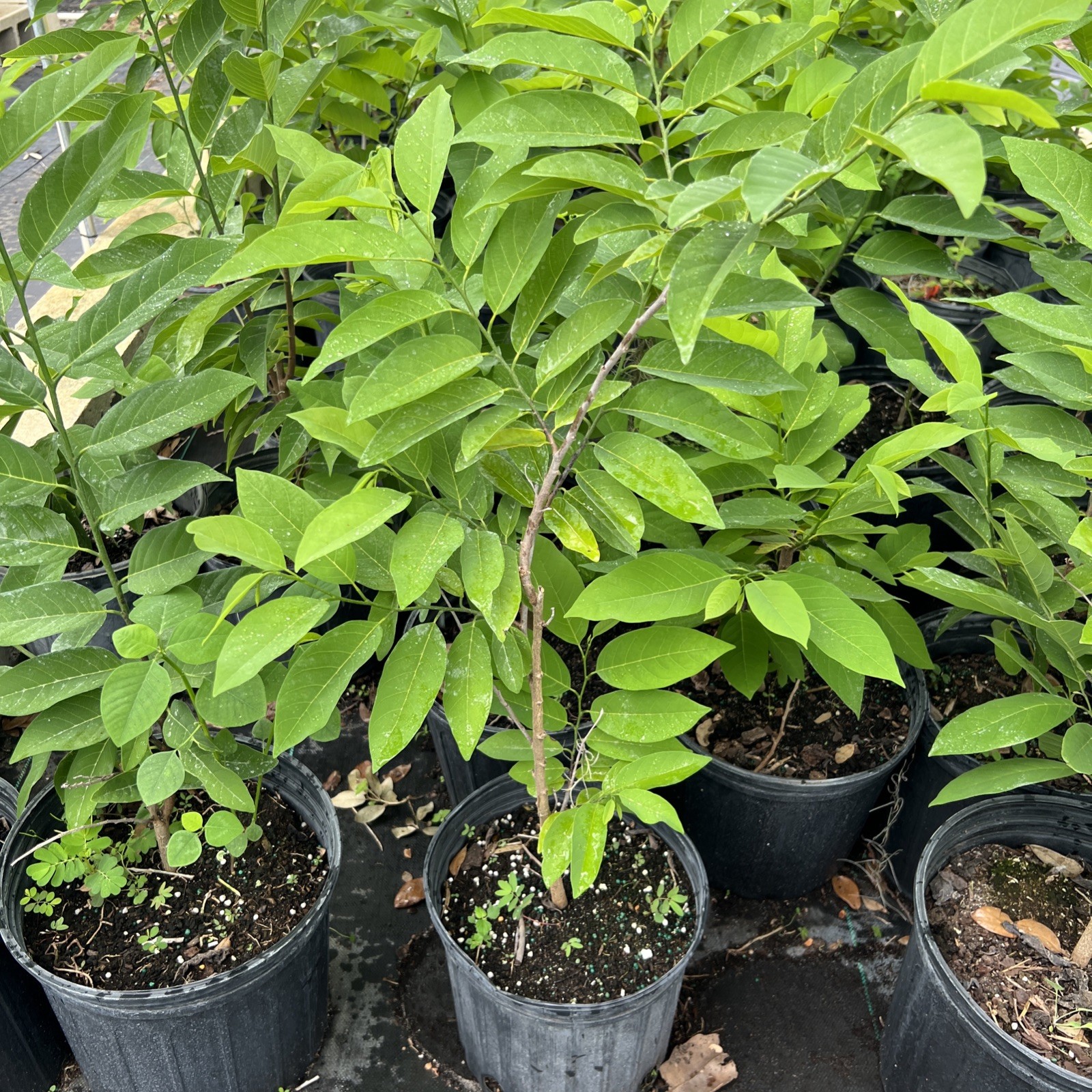 red sugar apple 2-3 feet – 3Gal -NO SHIP CA