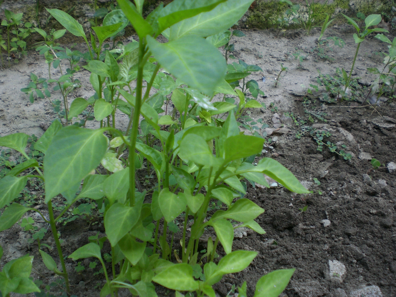 1000 seeds, semillas Chiltepin  PEQUIN Wild ChilE PepperS,PETIN,BRIGHT RED