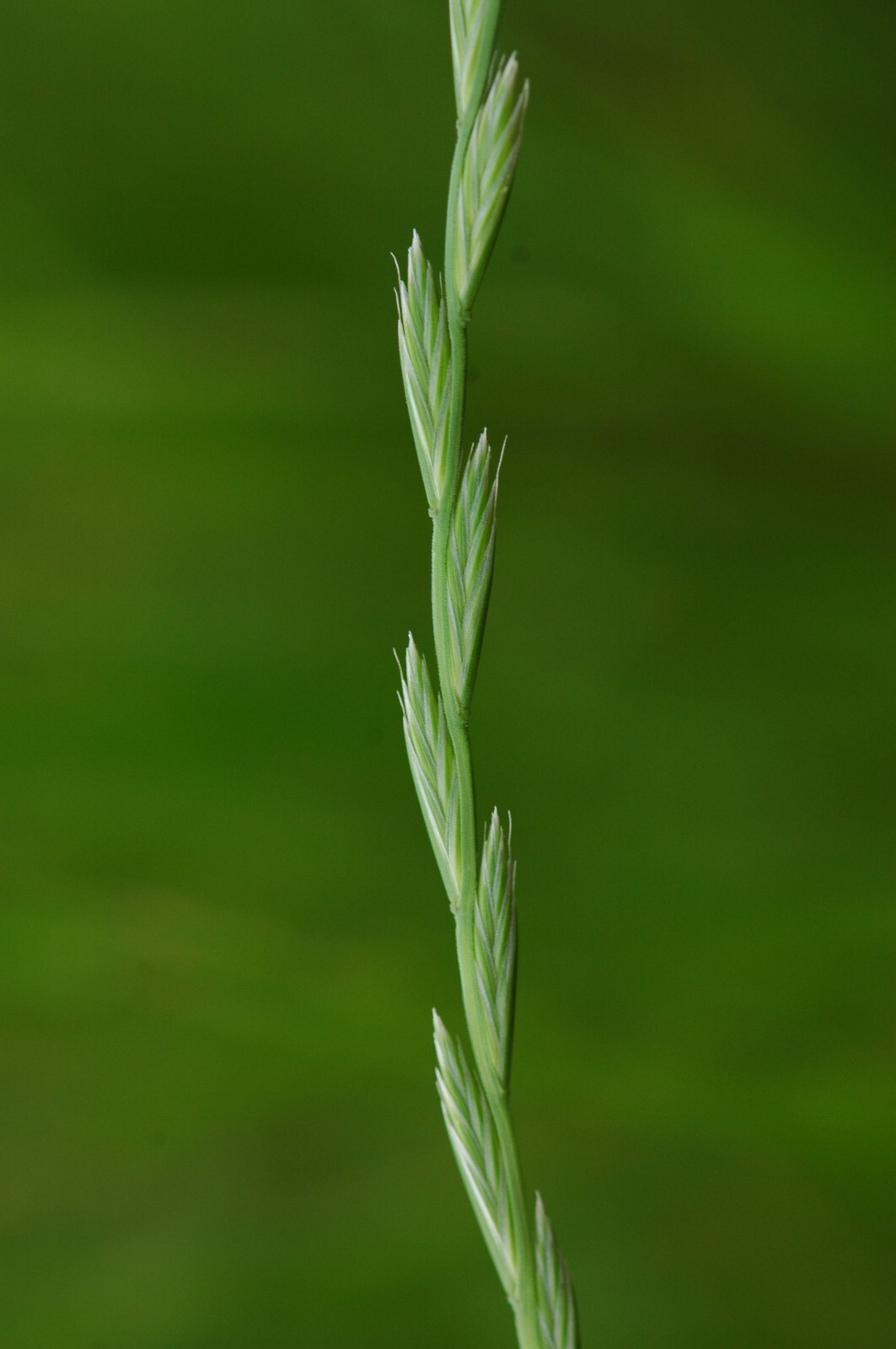 Annual Rye Grass 10 lbs Grass Seed Fast Growing Winter Fall Rye Grass FAST SHIP
