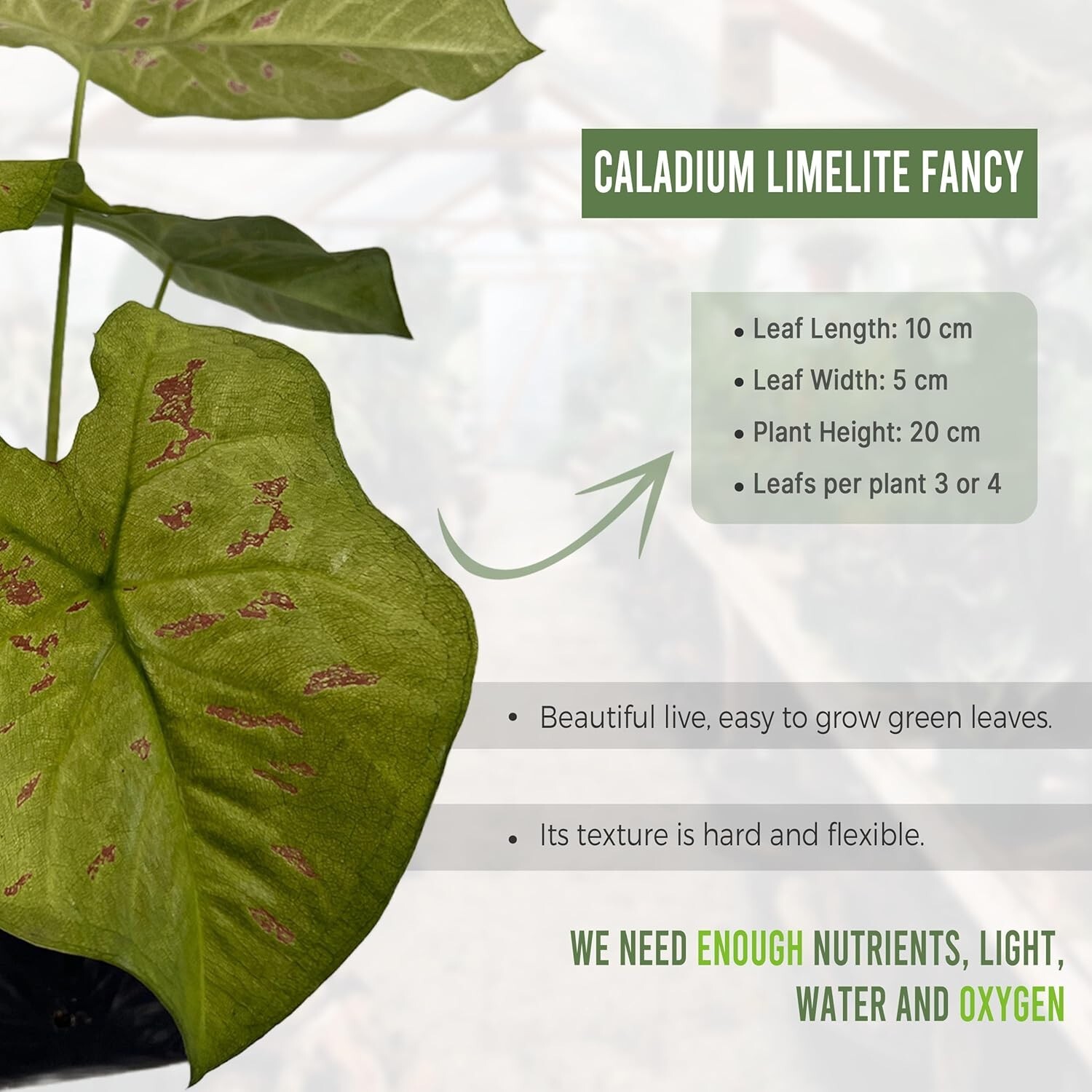 Caladium Limelite Fancy (2-Pack) by LEAL PLANTS ECUADOR – Pink Symphony Bulbs