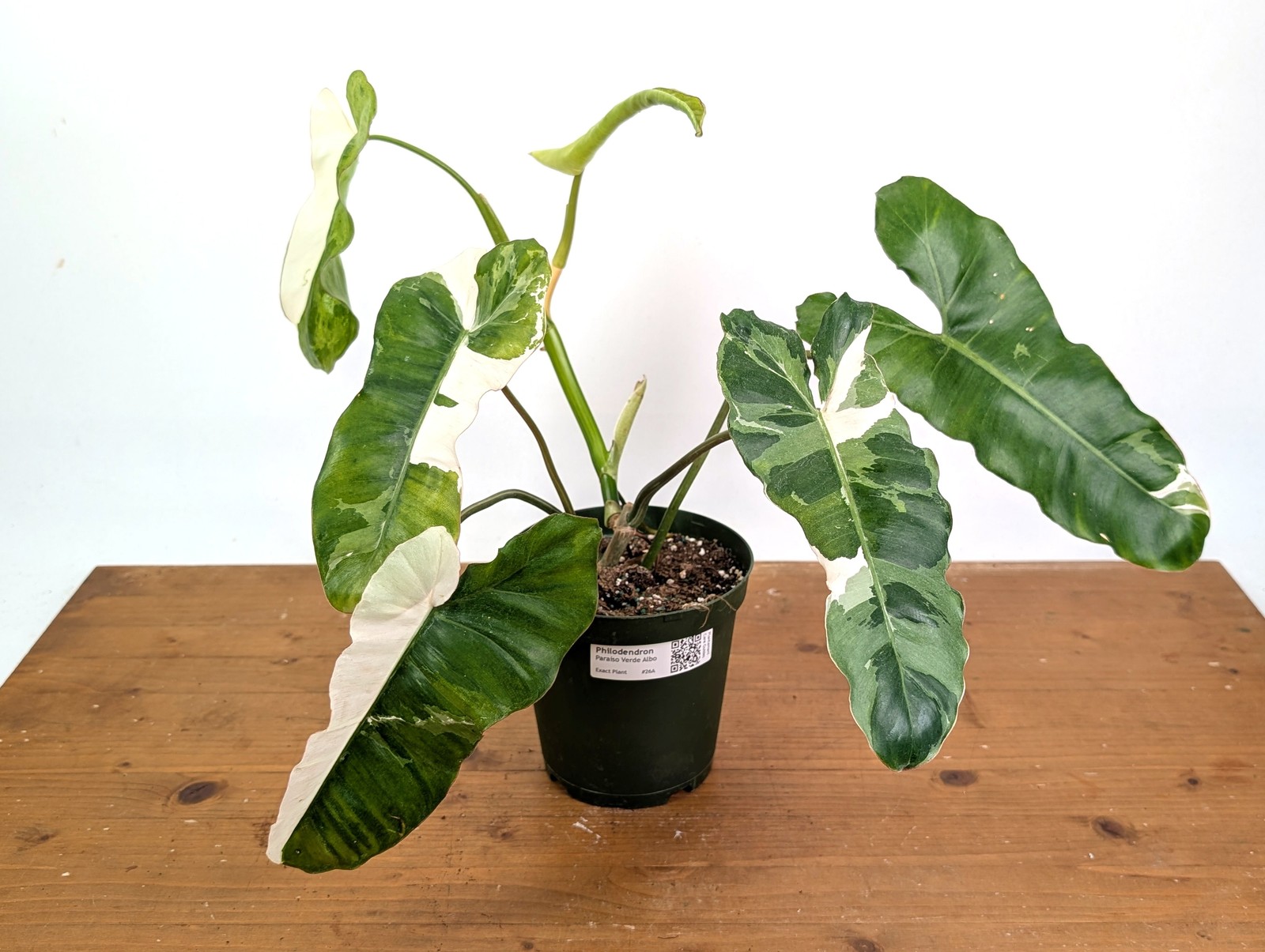 Philodendron Paraiso Verde Albo Mutation – Exact Plant #26A – 6″ Pot