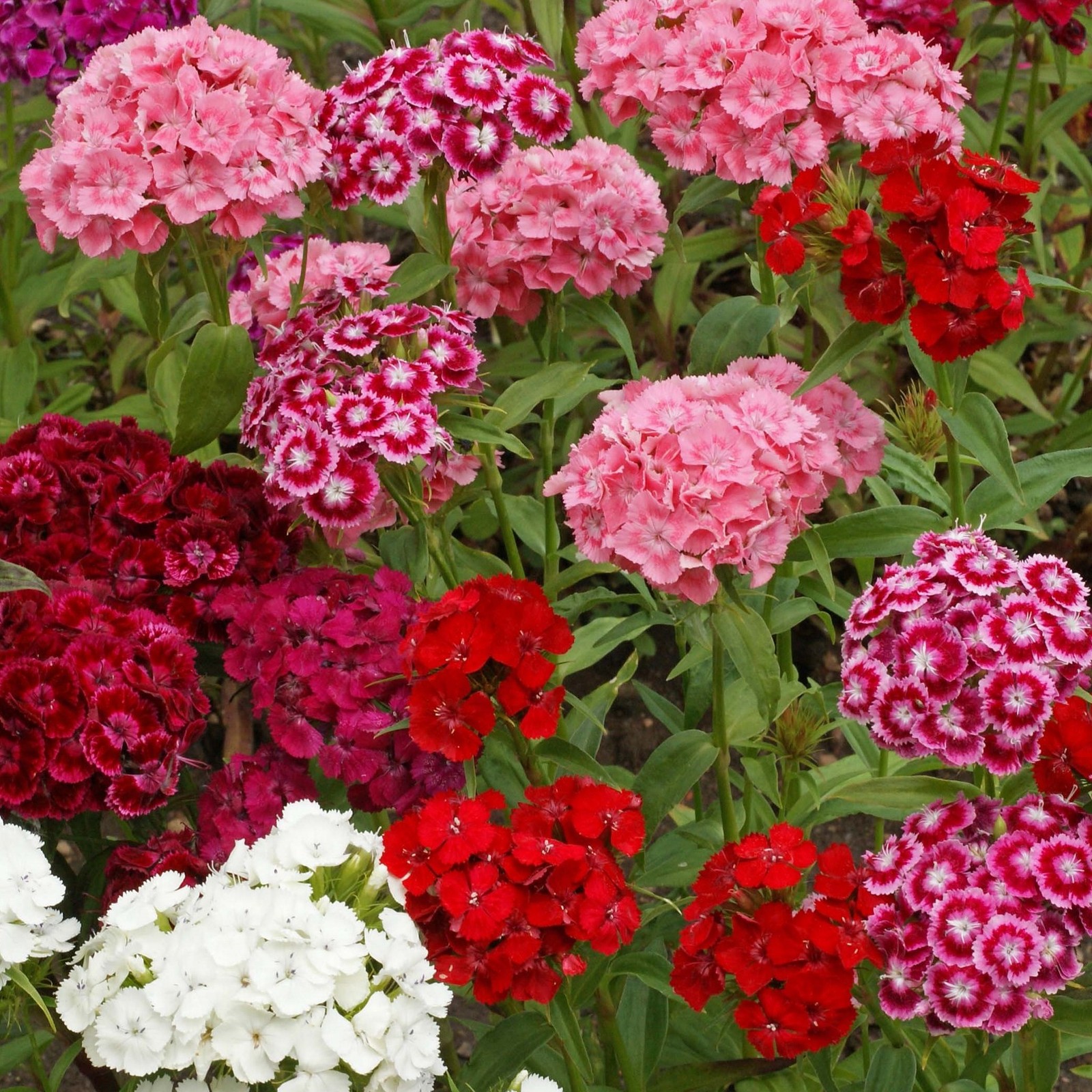 Sweet William Dianthus Seeds – 1 Lb. Perennial Wildflower for Pollinator Gardens
