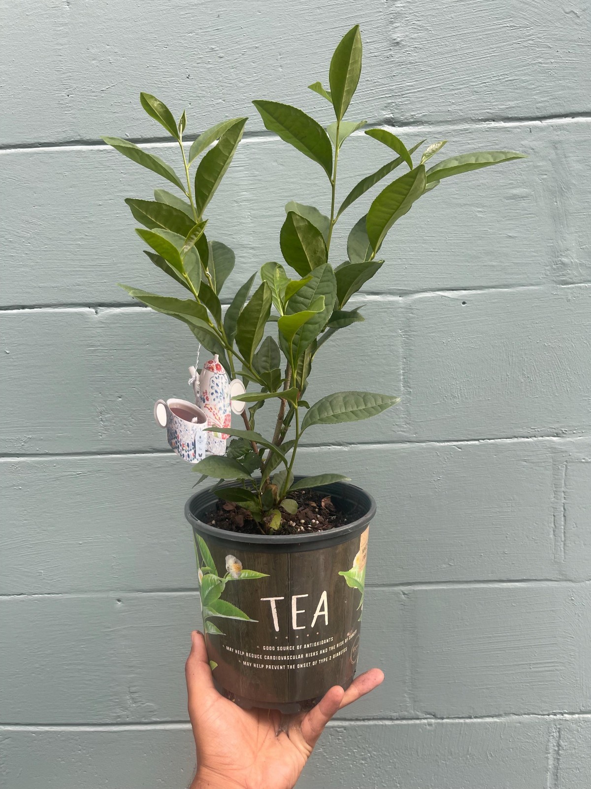 Camellia Sinensis Tea Plant Live Herbal Tea Garden Plant Gift Idea
